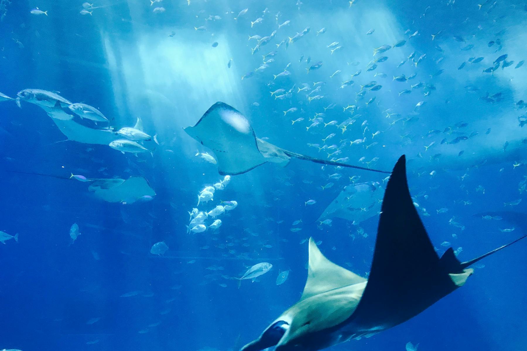 Attraction Suppliers