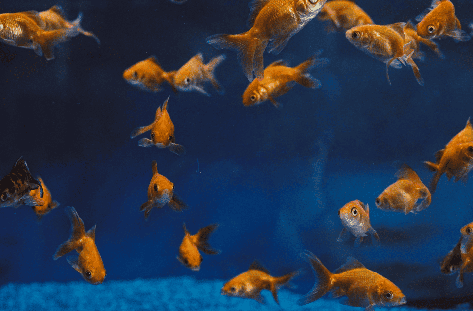 Aquarium Suppliers