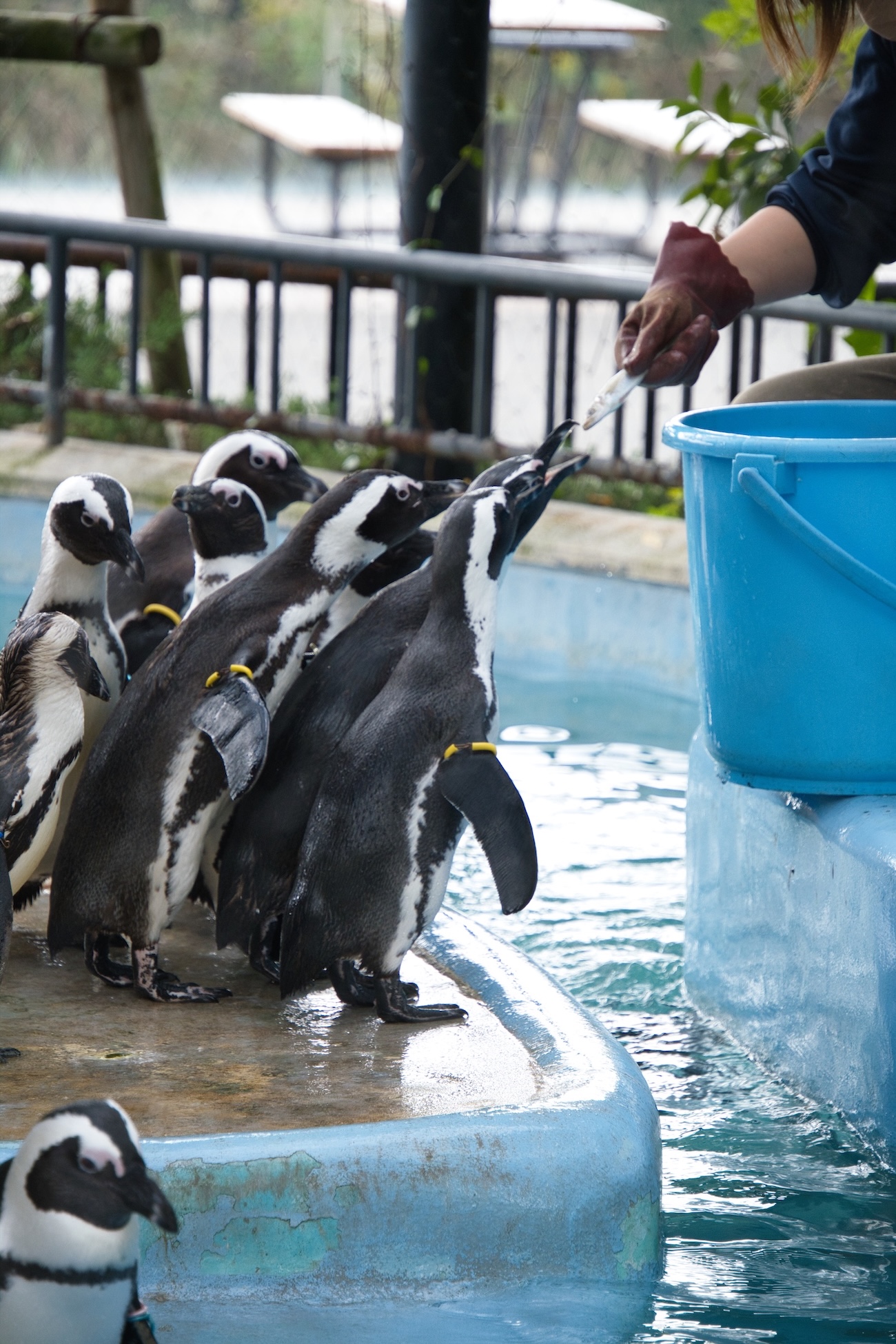 Attraction Suppliers Theme Park Suppliers Water Park Suppliers Zoo Suppliers