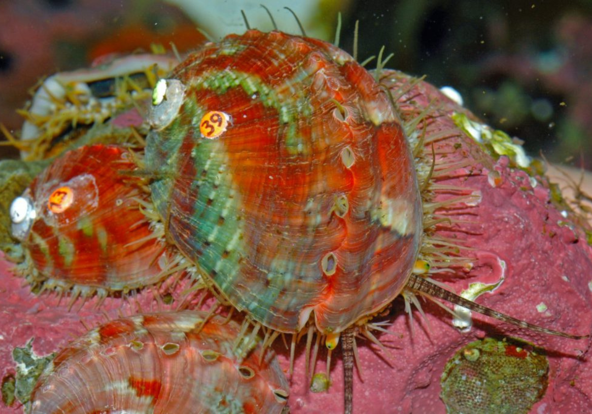Aquatic Life Support