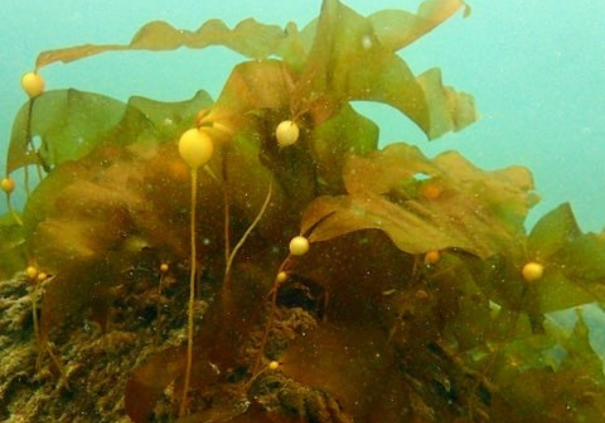 Aquatic Life Support