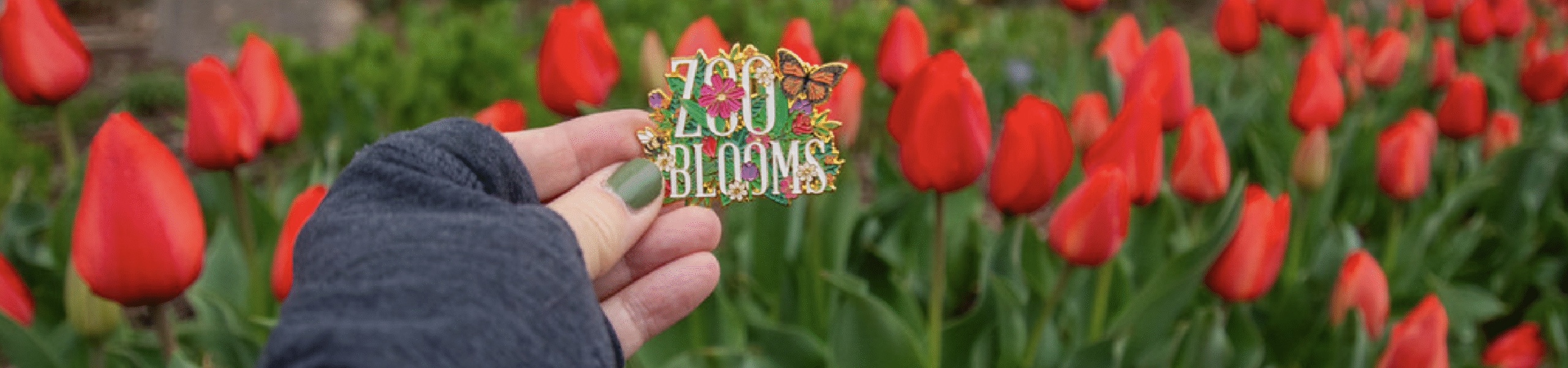 Building culture, one trade at a time: The smash success of Cincinnati Zoo’s pin trading program